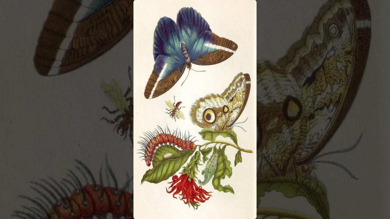 Maria Sibylla Merian